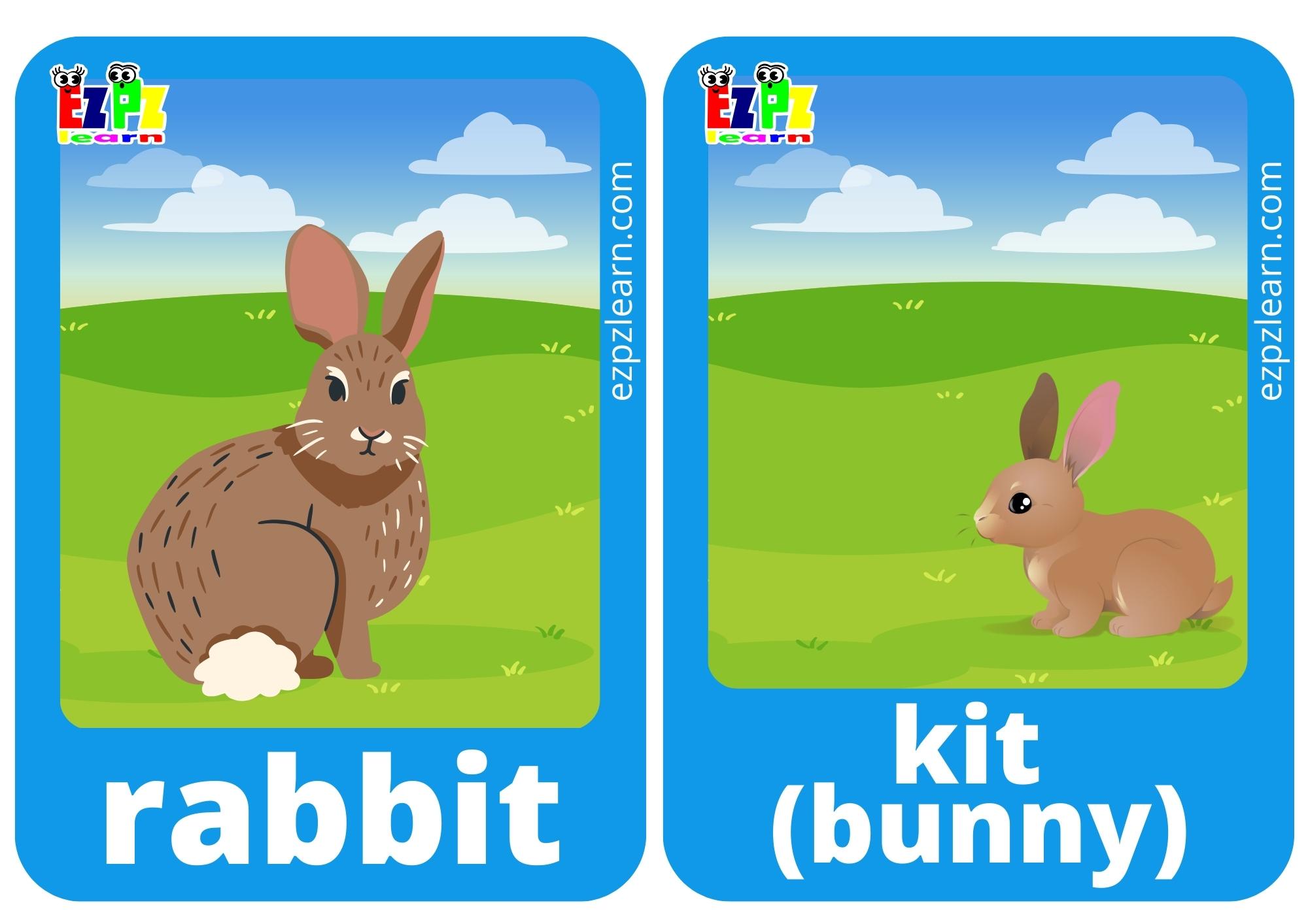 rabbit and kit